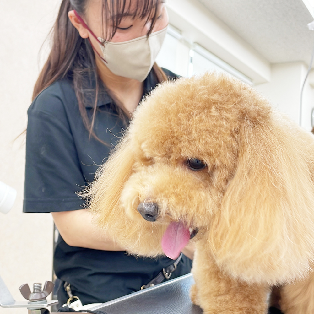 そのままお客様犬のトリミング実習！